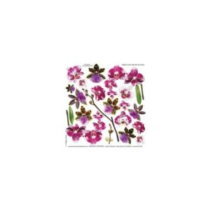 Third Series - Orchid Fuchsia