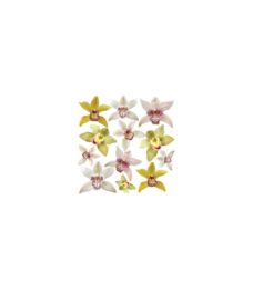Fourth Series - STAR ORCHID