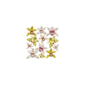 Fourth Series - STAR ORCHID