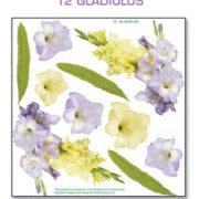 Printed Film Gladiolus