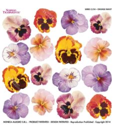 Printed Film Orange Pansy