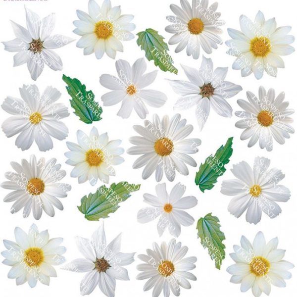 Printed Flim White Daisy