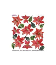 RED POINSETTIA